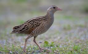 Image result for Crex crex