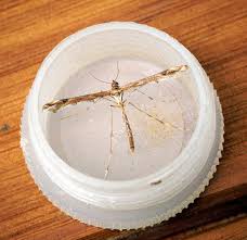 Attēlu rezultāti vaicājumam “Platyptilia gonodactyla”