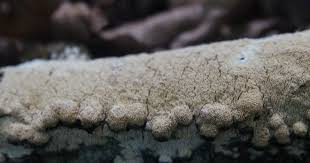 Attēlu rezultāti vaicājumam “Schizopora paradoxa”