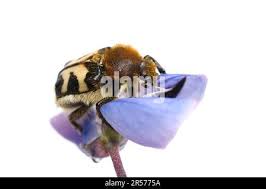 Attēlu rezultāti vaicājumam “Trichius fasciatus imago”