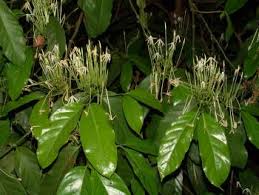 Attēlu rezultāti vaicājumam “Athelia pyriformis”