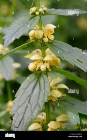 Attēlu rezultāti vaicājumam “Lamiastrum galeobdolon flower”