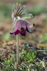 Attēlu rezultāti vaicājumam “Pulsatilla pratensis flower”