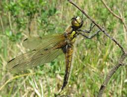Attēlu rezultāti vaicājumam “Tettigoniodea exuvia”