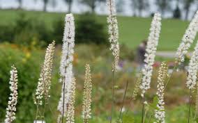 Image result for Silberkerze