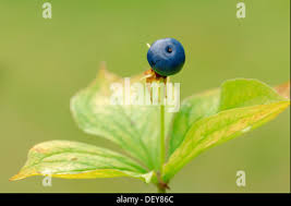 Attēlu rezultāti vaicājumam “Paris quadrifolia fruit”