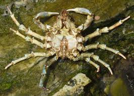 Attēlu rezultāti vaicājumam “Lophozia laxa macro”