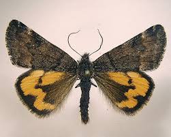 Attēlu rezultāti vaicājumam “Boudinotiana notha”