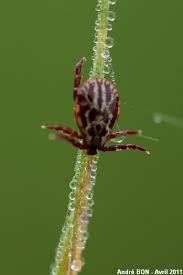 Attēlu rezultāti vaicājumam “Dermacentor reticulatus female”