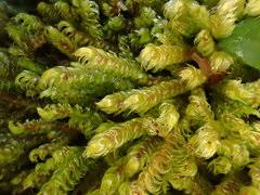 Attēlu rezultāti vaicājumam “Calliergonella lindbergii”