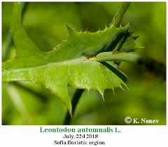 Attēlu rezultāti vaicājumam “Leontodon autumnalis  leaf”