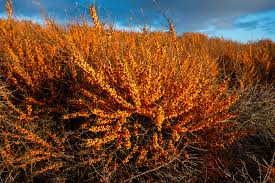 Attēlu rezultāti vaicājumam “Hippophae rhamnoides leaf”