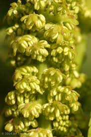 Attēlu rezultāti vaicājumam “Pterocarya fraxinifolia male flower”