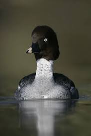 Attēlu rezultāti vaicājumam “Bucephala clangula juvenile”