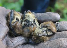 Attēlu rezultāti vaicājumam “Pipistrellus nathusii”