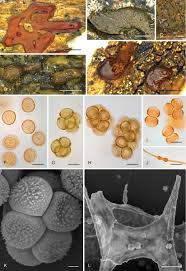 Attēlu rezultāti vaicājumam “Cribraria purpurea spores”
