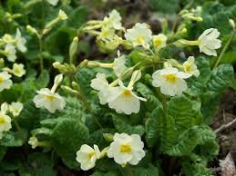 Attēlu rezultāti vaicājumam “Primula x margotae”