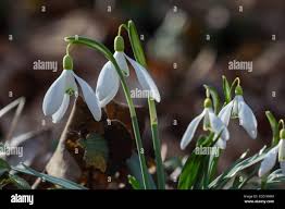 Attēlu rezultāti vaicājumam “Galanthus nivalis flower”