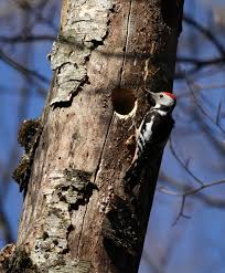 Attēlu rezultāti vaicājumam “Dendrocopos medius”