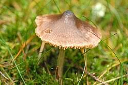 Attēlu rezultāti vaicājumam “Inocybe lanuginosa”