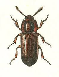 Attēlu rezultāti vaicājumam “Bolitophagus reticulatus larva”