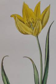 Attēlu rezultāti vaicājumam “Tulipa sylvestris flower”