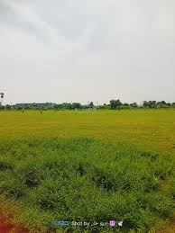 Image result for Runnymede Rascals Cricket Club