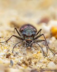 Attēlu rezultāti vaicājumam “Cicindela sylvatica imago”