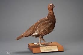 Image result for Lagopus lagopus