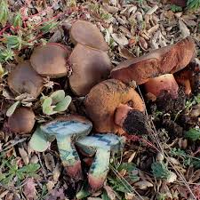 Attēlu rezultāti vaicājumam “Boletales”