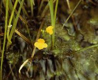 Attēlu rezultāti vaicājumam “Utricularia intermedia bud”