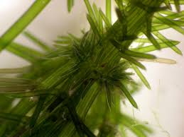 Attēlu rezultāti vaicājumam “Chara hispida”