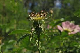 Attēlu rezultāti vaicājumam “Rosa subcanina”