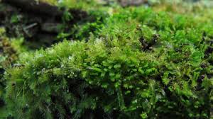 Attēlu rezultāti vaicājumam “Scapania apiculata”