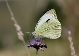 Attēlu rezultāti vaicājumam “Pieris brassicae male”