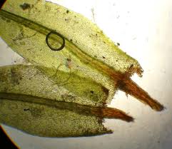 Attēlu rezultāti vaicājumam “Pohlia nutans sporophyte”