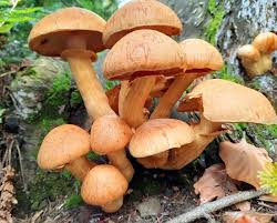 Attēlu rezultāti vaicājumam “Gymnopilus picreus”