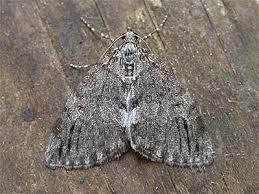 Attēlu rezultāti vaicājumam “Hydriomena impluviata”