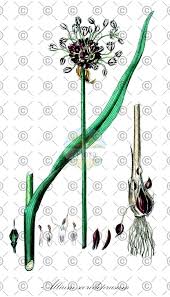 Attēlu rezultāti vaicājumam “Allium scorodoprasum leaf”