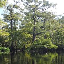 Attēlu rezultāti vaicājumam “Taxodium distichum”