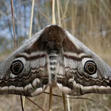 Attēlu rezultāti vaicājumam “Saturnia pavonia”