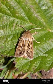 Attēlu rezultāti vaicājumam “Cerapteryx graminis”