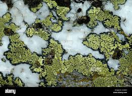 Attēlu rezultāti vaicājumam “Rhizocarpon geographicum”