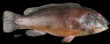 Image result for Tautoga onitis