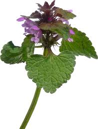 Attēlu rezultāti vaicājumam “Lamium purpureum flower”