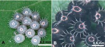 Attēlu rezultāti vaicājumam “Pentatomidae eggs”