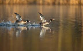 Attēlu rezultāti vaicājumam “Podiceps cristatus adult”