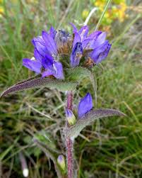 Attēlu rezultāti vaicājumam “Campanula glomerata”
