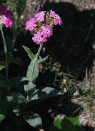 Attēlu rezultāti vaicājumam “Silene borysthenica bud”