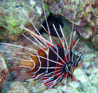 Image result for Pterois radiata